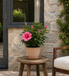 Trio of Small Pink Hibiscus