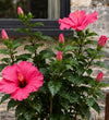 Pink Hibiscus