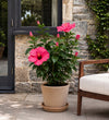 Pink Hibiscus