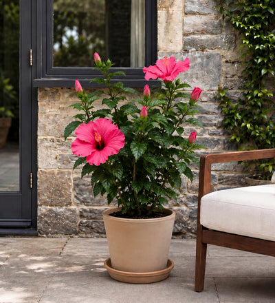 Pink Hibiscus