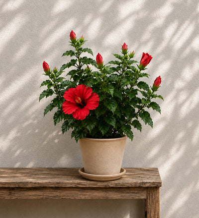 Red Hibiscus