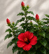 Trio of Small Red Hibiscus