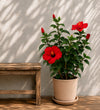 Trio of Large Red Hibiscus