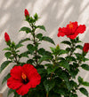 Trio of Large Red Hibiscus