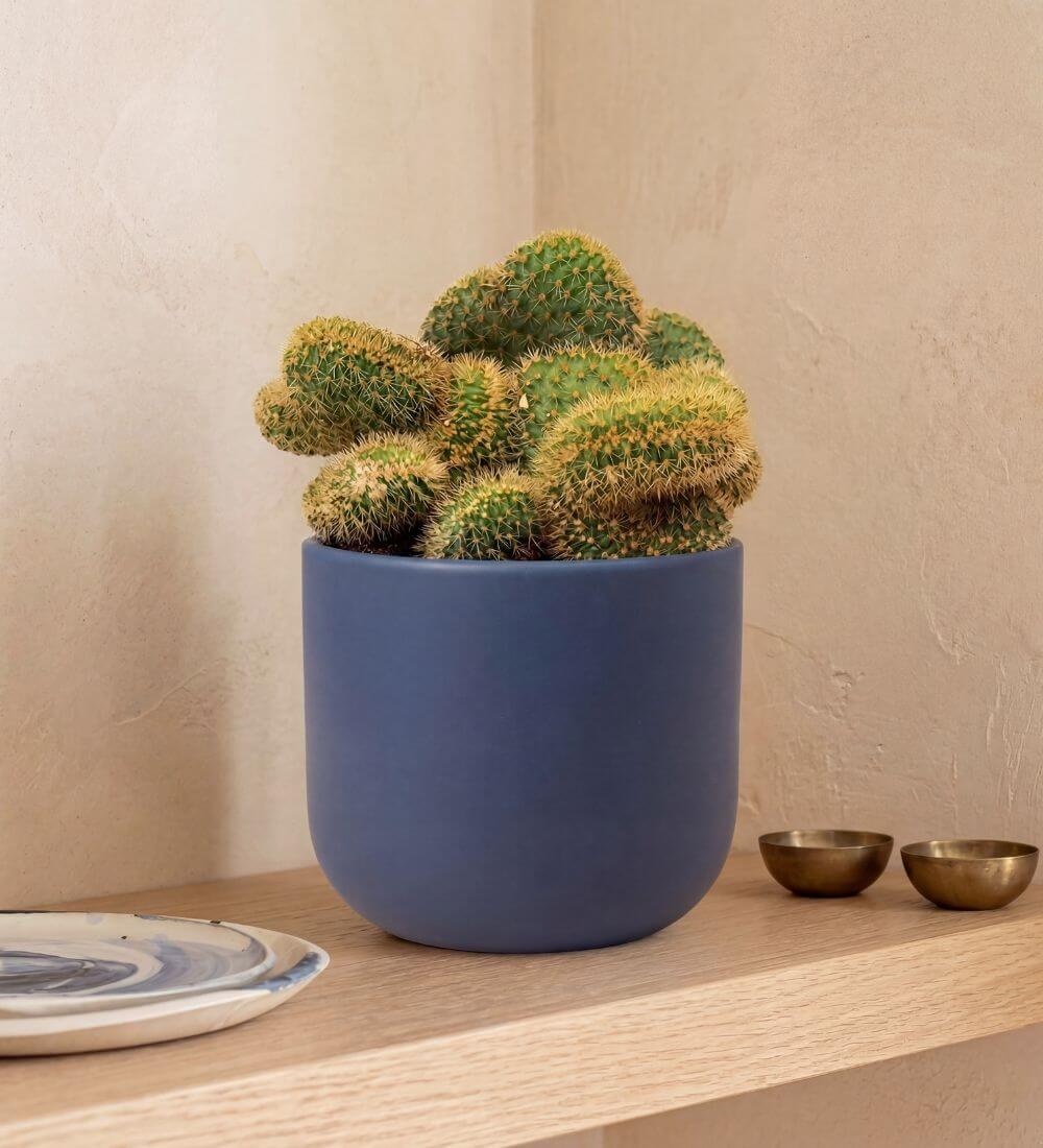 Golden Rat Tail Cactus