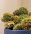 Golden Rat Tail Cactus