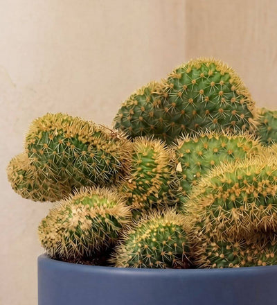 Golden Rat Tail Cactus