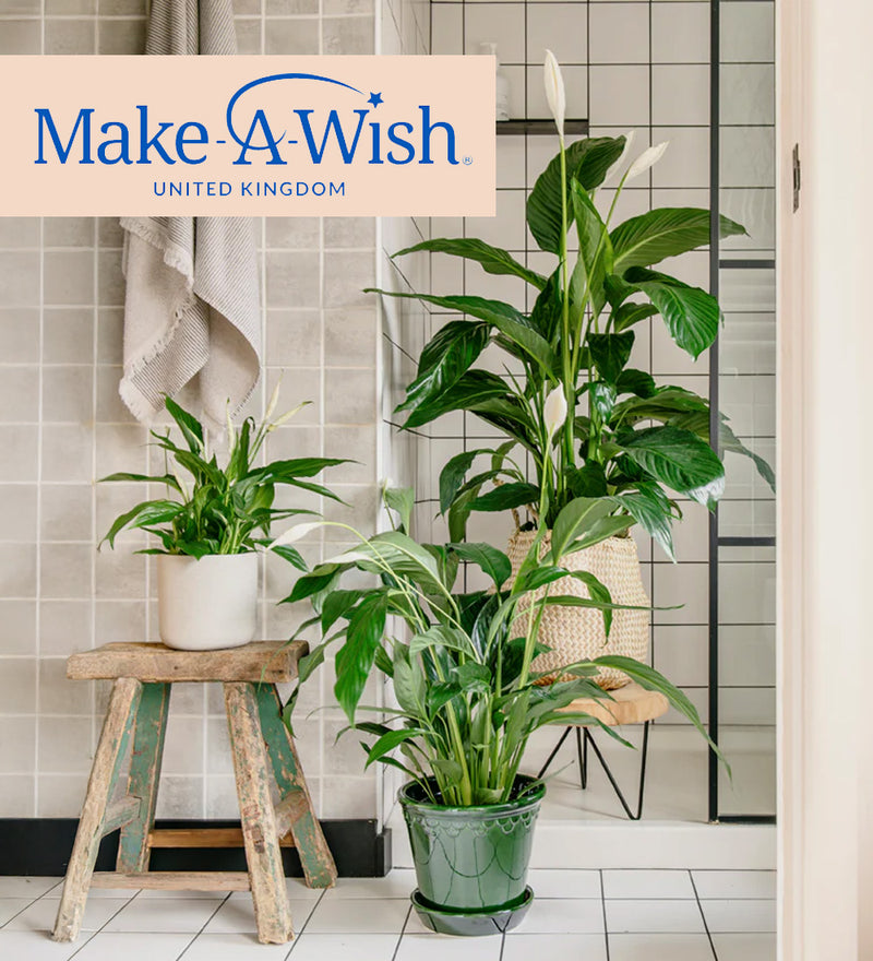 help us plant a little magic