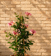 Honeysuckle