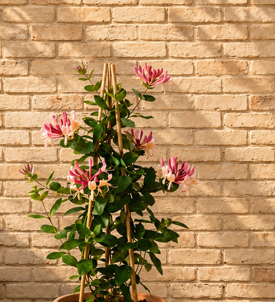 Honeysuckle