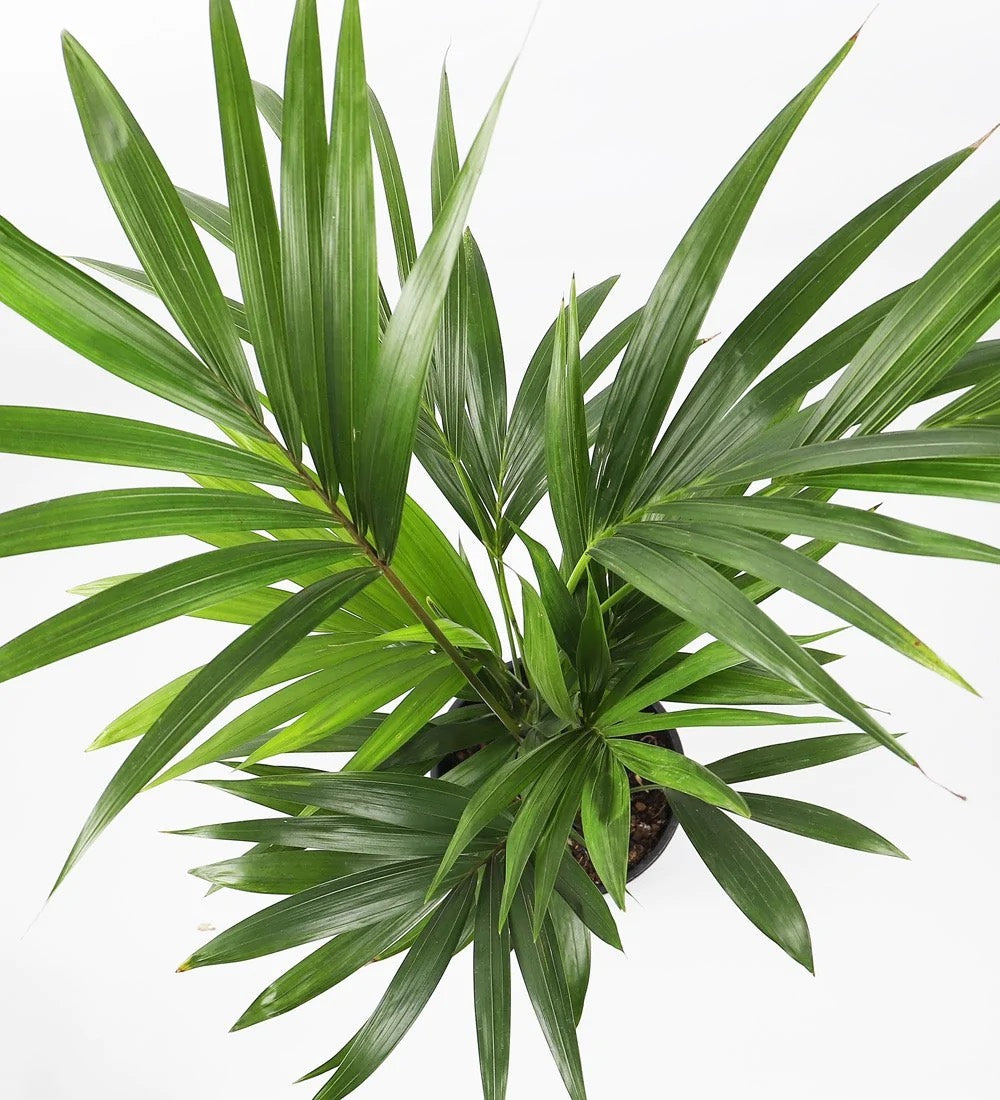Kentia Palm & Pot