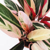 Calathea Triostar