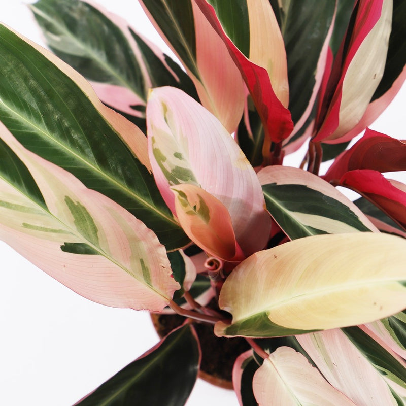 Calathea Triostar