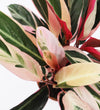 Calathea Triostar