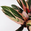 Calathea Triostar