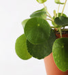 Chinese Money Plant & Pot