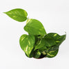 Devil's Ivy & Graphite Earthenware