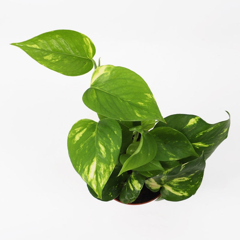 Devil's Ivy & Graphite Earthenware