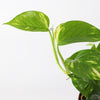 Devil's Ivy & Graphite Earthenware