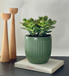 Jade Plant & Pot