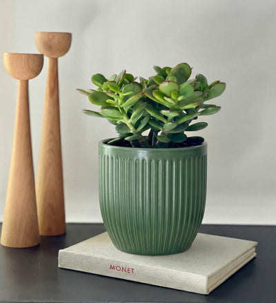Jade Plant & Pot