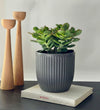 Jade Plant & Pot