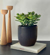 Jade Plant & Pot