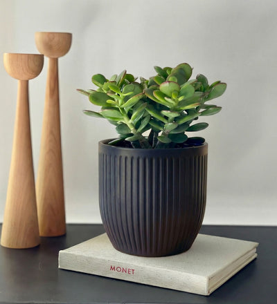 Jade Plant & Pot