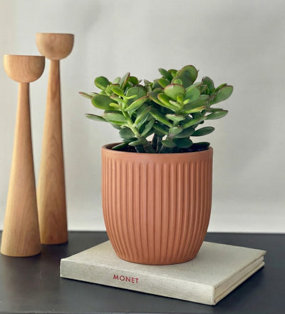 Jade Plant & Pot