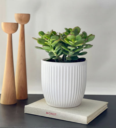 Jade Plant & Pot