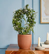 Pink Jasmine & Pot