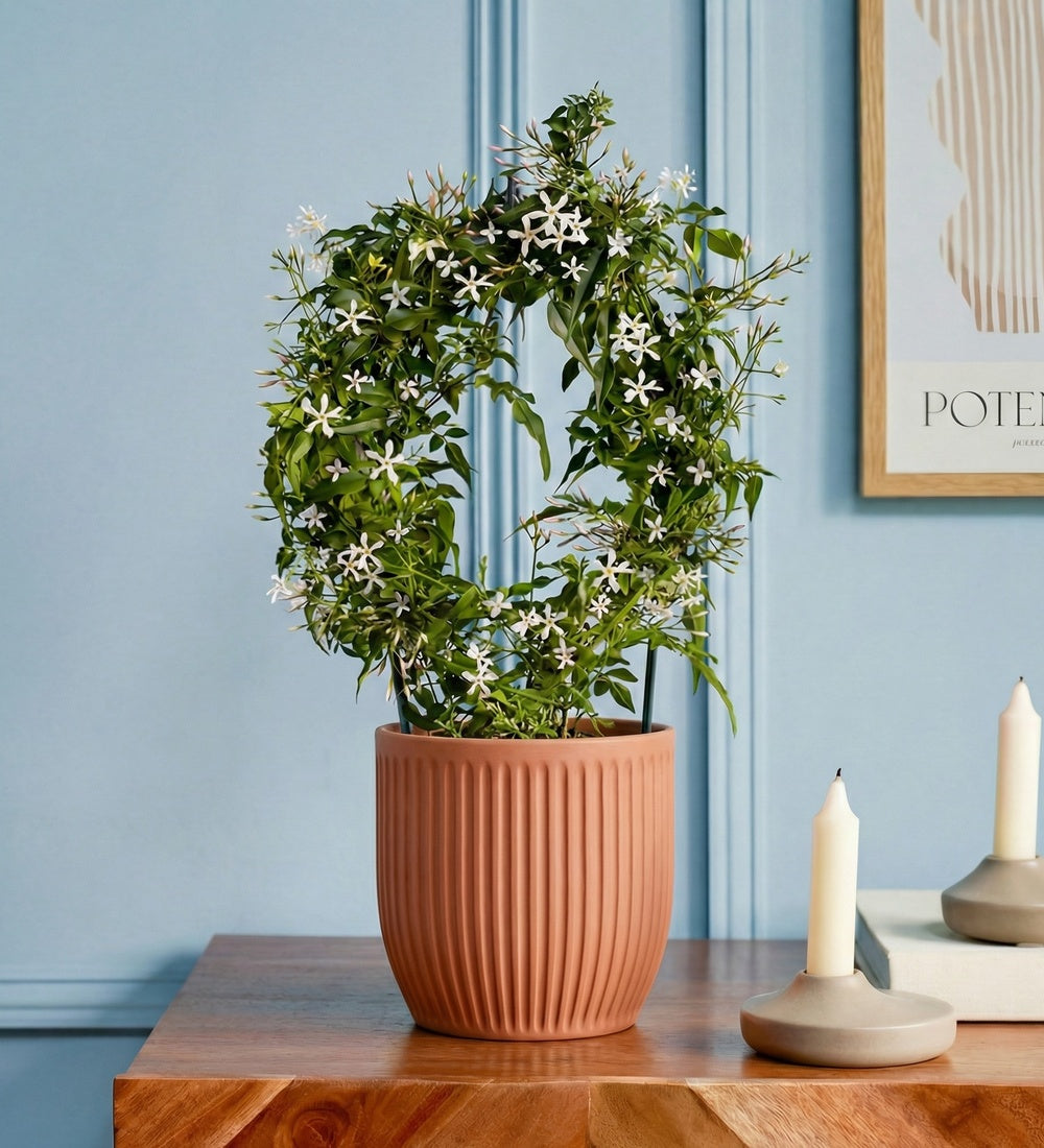 Pink Jasmine & Pot
