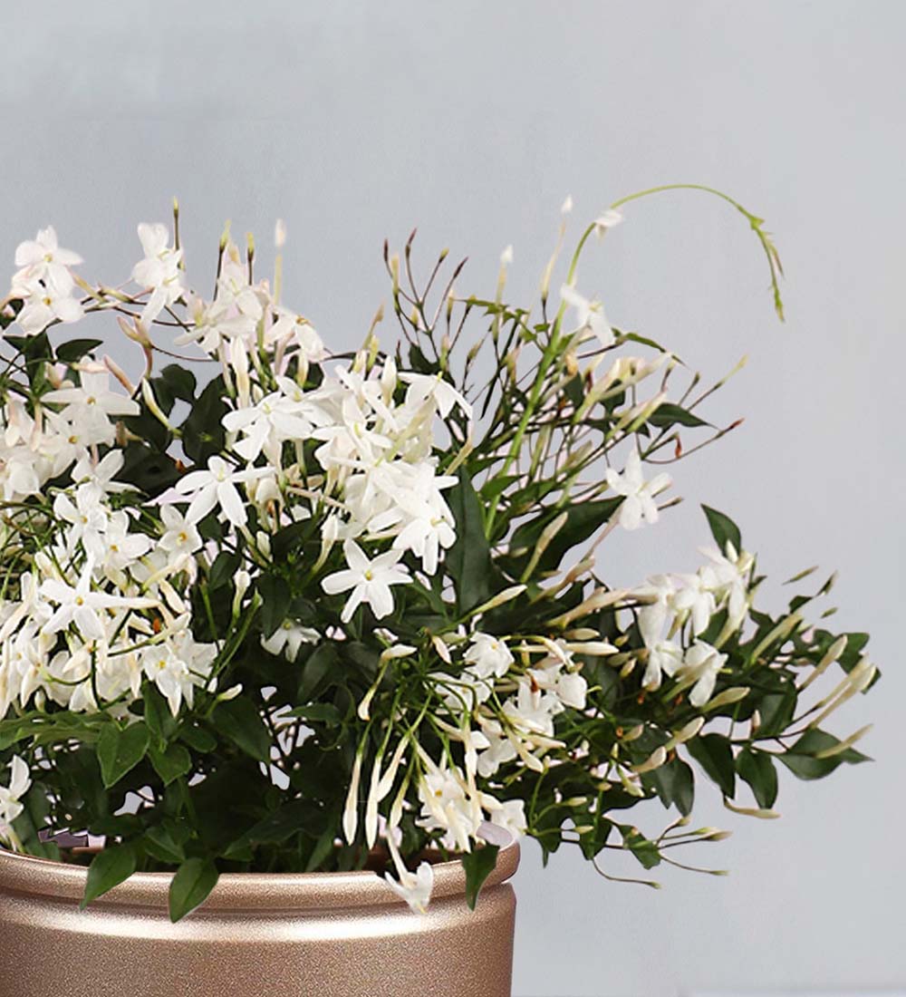 Jasmine & Pot