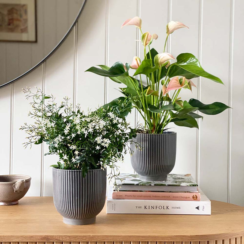 Jasmine & Peach Anthurium Pair