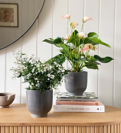 Jasmine & Anthurium Pair