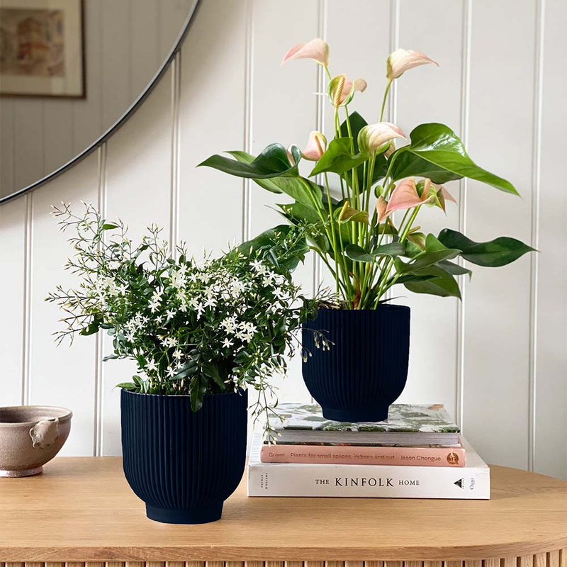 Jasmine & Peach Anthurium Pair