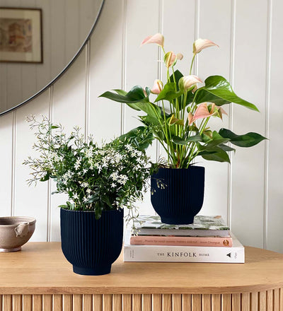 Jasmine & Anthurium Pair