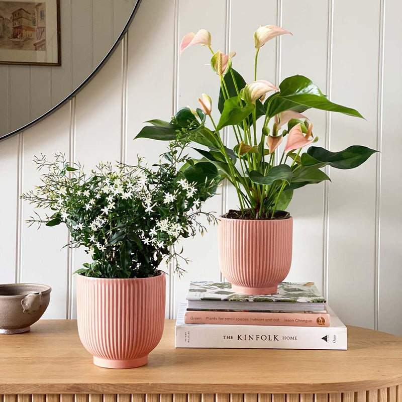 Jasmine & Peach Anthurium Pair