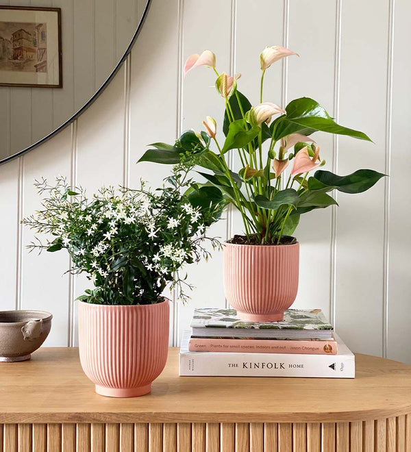 Jasmine & Peach Anthurium Pair