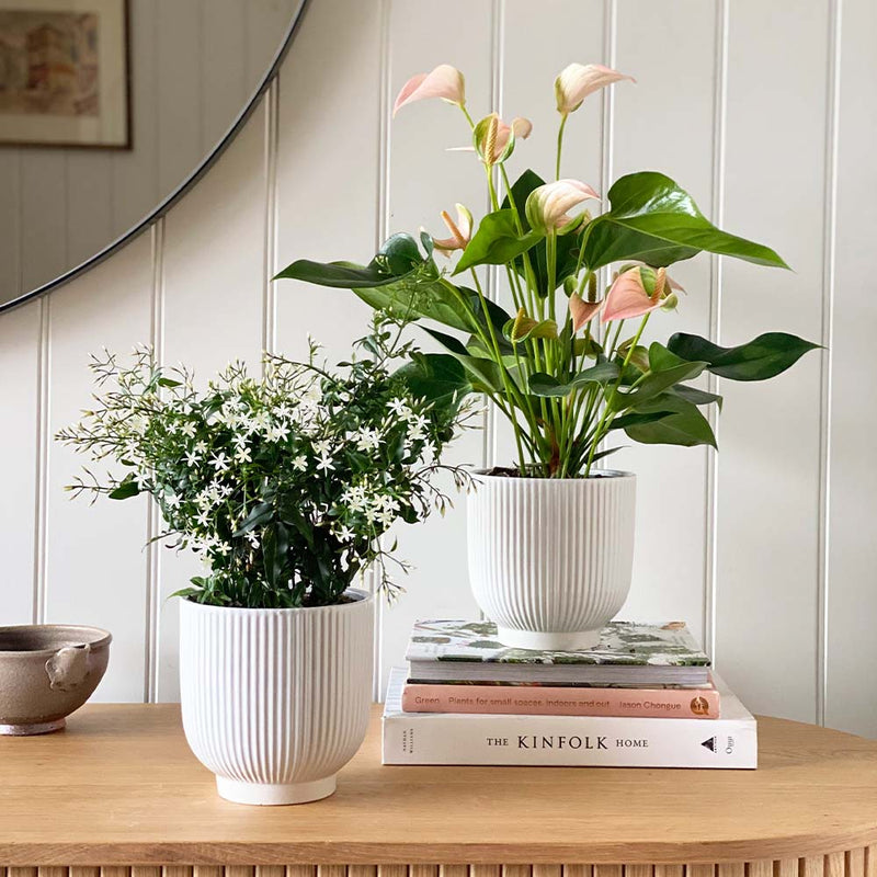Jasmine & Peach Anthurium Pair