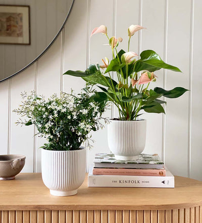 Jasmine & Anthurium Pair