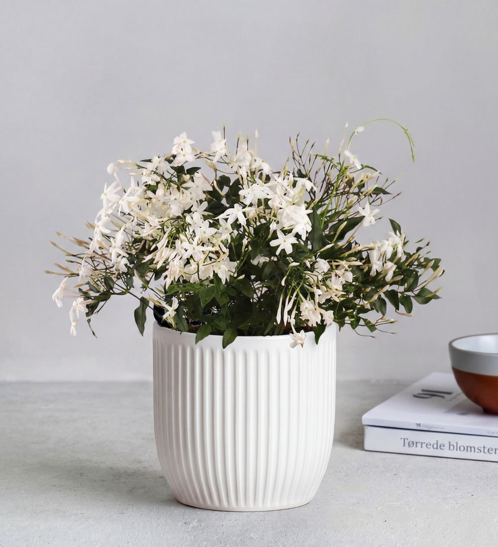Jasmine & Ceramic Pot