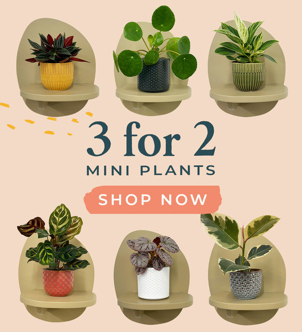 3 for 2