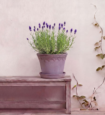 English Lavender