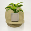 Mini Dracaena Lemon Surprise & Pot
