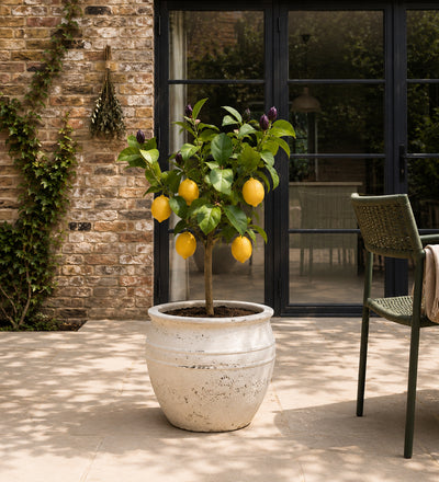 Citrus Lemon Tree