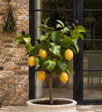 Citrus Lemon Tree