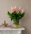 Anthurium Lilli in Glass