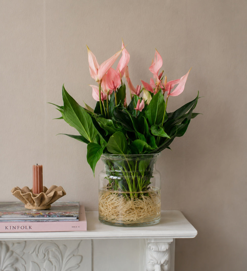 Anthurium Lilli in Glass