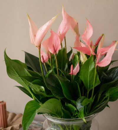 Anthurium Lilli in Glass